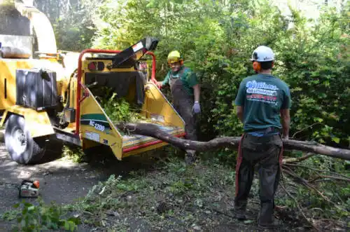 tree services Mansfield Center